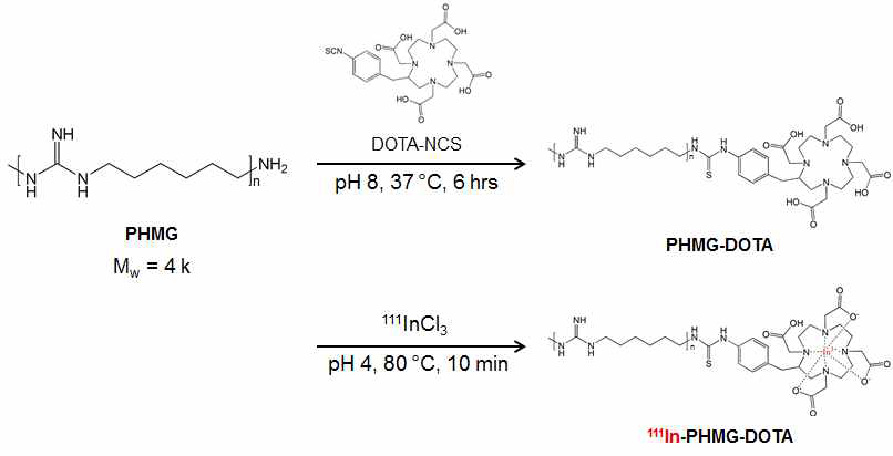 PHMG-DOTA의 합성 및 [111In]InCl3을 활용한 방사성동위원소 표 지 반응 (111In-PHMG-DOTA의 합성)