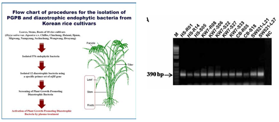 벼 식물체로부터 PGPB 선별과정(좌) 및 nifH gene PCR을 통한 질소고정내생균 선별 (우)