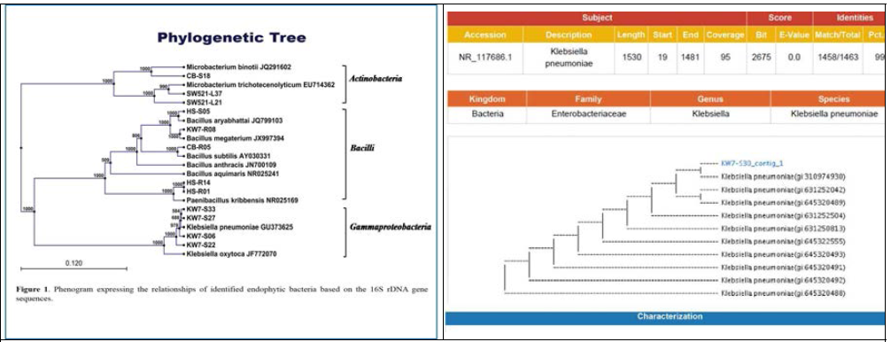16s rRNA sequencing 분석을 통한 유용한 PGPB 동정