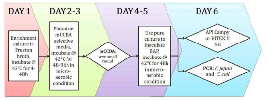 수인성식품매개질환 실험실 진단 실무 지침 내에 Campylobacter spp. 검사 법