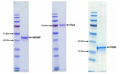 Campylobacter jejuni 외막 재조합단백질 정제.