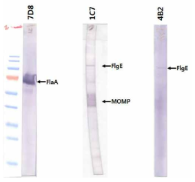 NCTC11168 외막단백질에 대한 단클론항체 Immunoblot