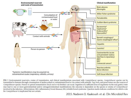 Campylobacter spp.의 감염원, 감염 경로, 그리고 임상증상.