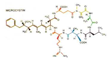 Microcystin의 화학적 구조
