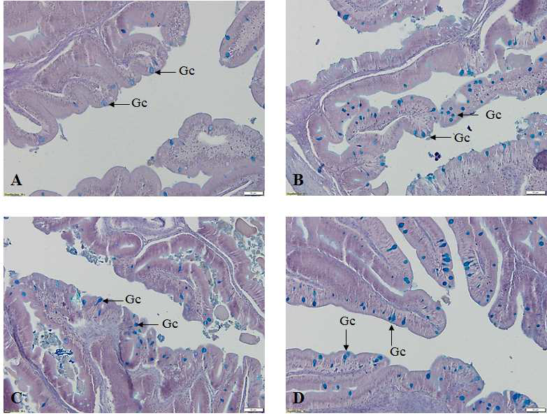고등어발효액 가공부산물 첨가 농도에 따른 넙치, Paralichthys olivaceus 장조직의 변화