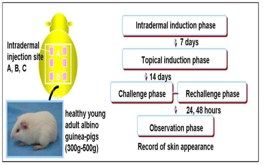 Pattern diagram of skin sensitization test.