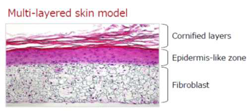 3차원 skin culture 모델의 구축