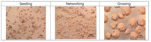 The morophology of granules at seeding, networking and growing steps. The granule was made of fly ash, water and some alkali solutions by spin and rotation method..