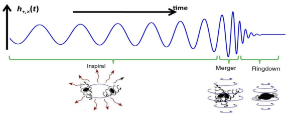 밀집쌍성에서 방출되는 중력파 파형을 시간의 함수로 나타냈다. 나선궤도(inspiral), 병합 (merger), 잦아듦(ringdown), 세 단계로 진행됨에 따라, 중력파의 편광 성분인 h+ 또는 h×의 세기와 주파수가 달라진다.