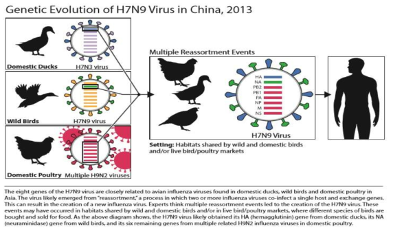 2013년 중국에서 발생한 H7N9형 조류인플루엔자의 특징