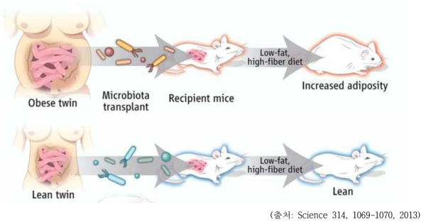 대변 미생물 이식을 통한 비만 유발 및 예방