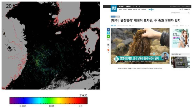 GOCI 의해서 2017년 중국쪽에서 제주도에 몰려온 괭생이 모자반을 탐지하였음.