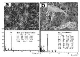 (B) EDS of copper plate fouled with calcium carbonate