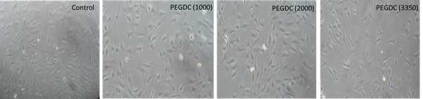 NIH3T3 cells after 24 hours hydrogel treatment