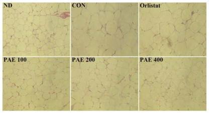 Effect of PAE for 6 weeks on white adipose tissue in C57BL/6J mice fed high-fat diet.