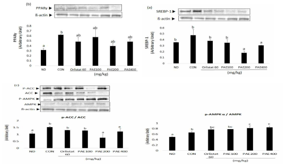 Representative western blotting analysis of PAE in liver.