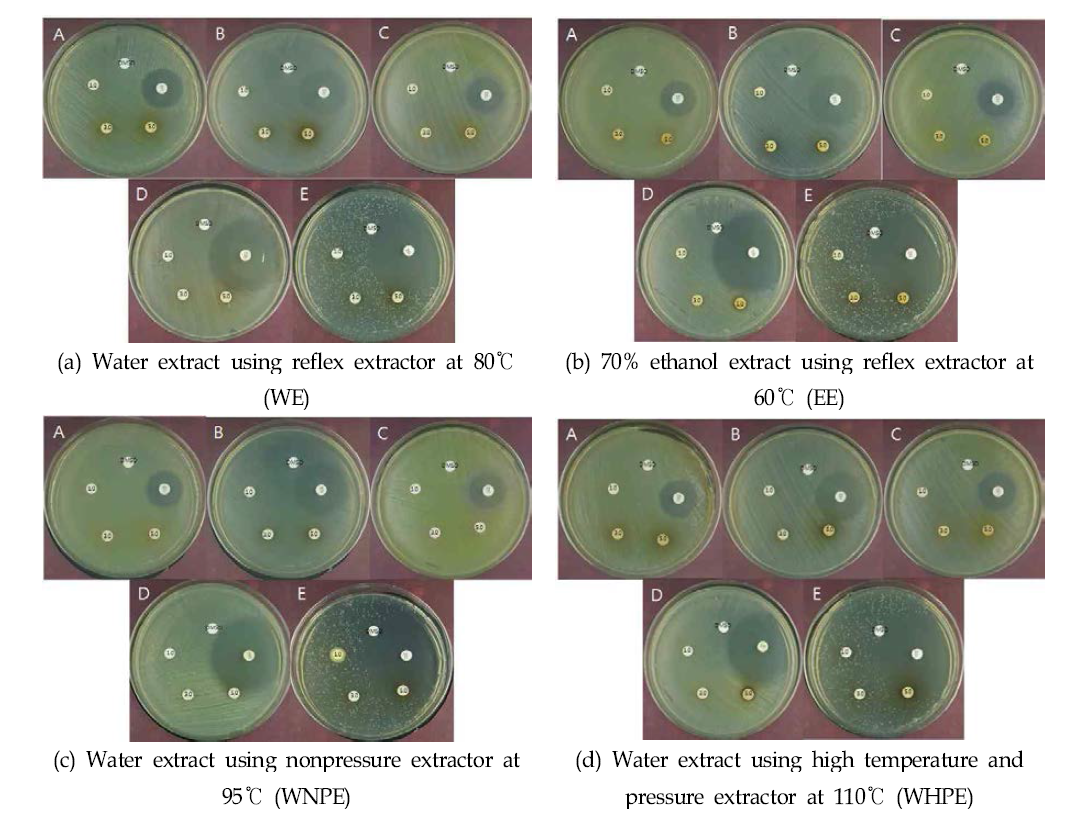 Antimicrobial activity of A. altissima 4 extracts.