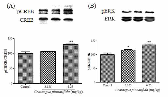 Effects of Crataegus pinnatifida on the phosphorylation level of CREB (A) and ERK (B) in the hippocampus.