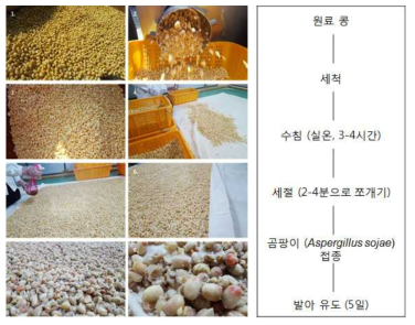 메주콩에 식용곰팡이 접종 후 발아 유도.