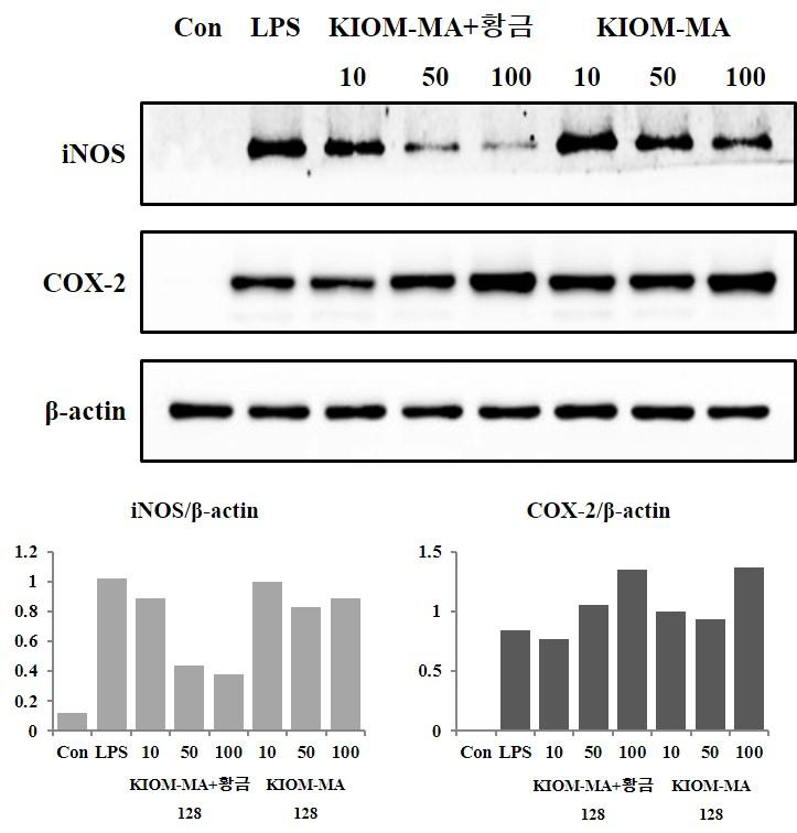 RAW 264.7 대식세포에서 LPS로 유도된 iNOS 및 COX-2 단백질 발현에 대한 KIOM-MA 128 및 KIOM-MA+황금-128 제제의 억제 효과