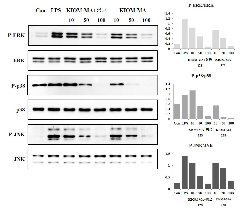 LPS로 자극된 RAW 264.7 대식세포에서 MAPK 단백질 ERK, p38, JNK의 인산화에 대한 KIOM-MA 128 및 KIOM-MA+황금-128 제제의 억제 효과
