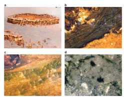 Microbial action in nature