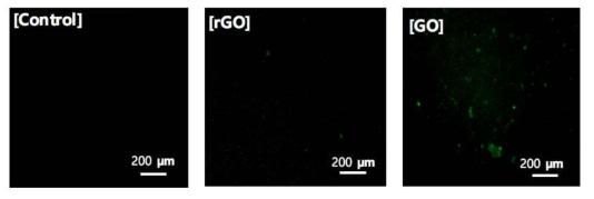 박테리아 ROS (Reactive Oxidative Stress) 이미징