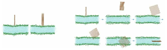 그래핀의 Layer 수에 따른 양상