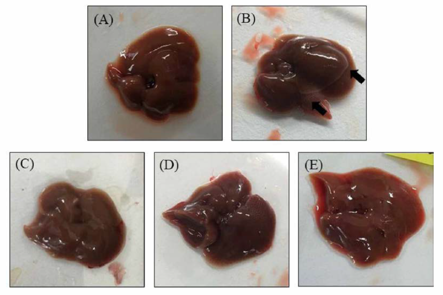 Liver of mice after sacrifice.