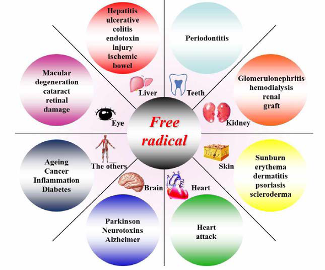 Various diseases caused by free radicals