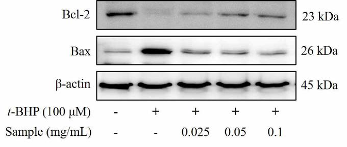 Effects of FACM on the expression o f Bcl-2 , Bax in Chang cells.