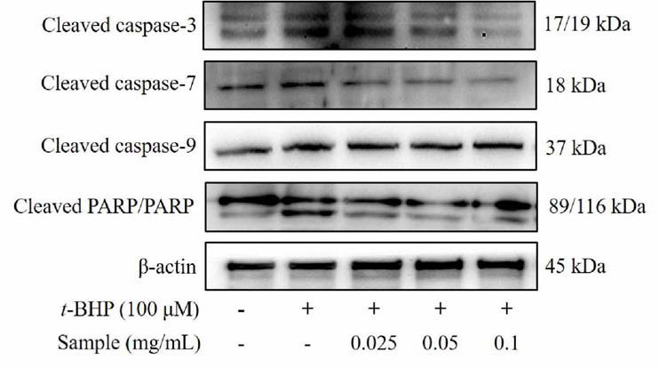 Effects of FACM on the expression o f various caspases in the apoptotic pathw ay in Chang cells.