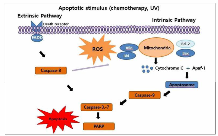 Apoptosis pathway