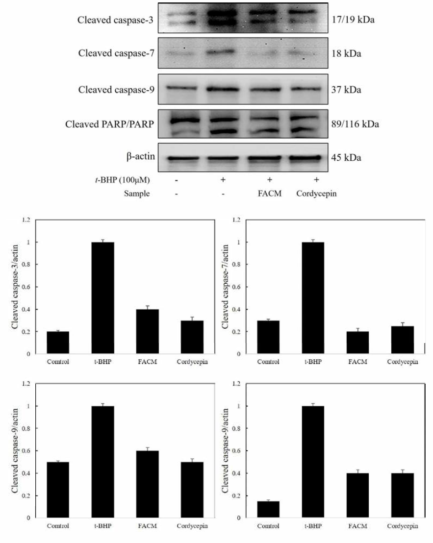 Compare the expression of various caspases in the apoptotic pathway