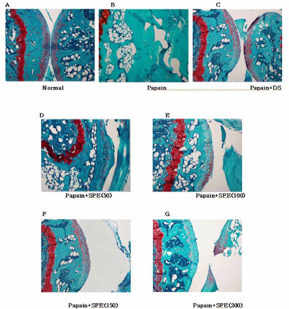 Safranin 0 stain intensity of articular cartilage of tibial platues.