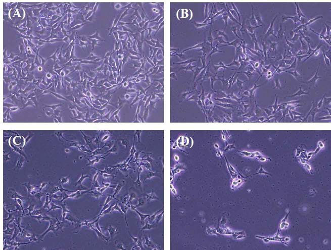 Anti-proliferation of FACM on B16F10.