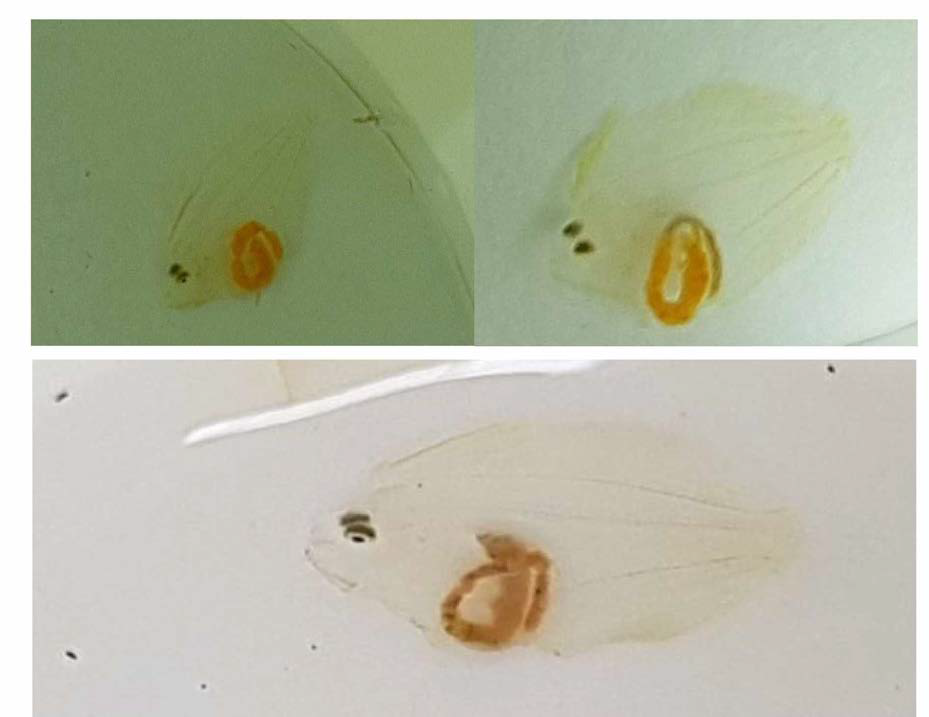 알테미아만 먹은 넘치 자어 좌 ),과 립 사 료 와 알테미아를 먹은 넘치 자어 (우), 과립사료만을 먹은 넘치 자어(하)