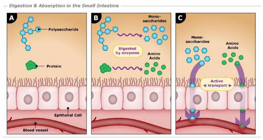 소장내 영양소의 소화 및 흡수