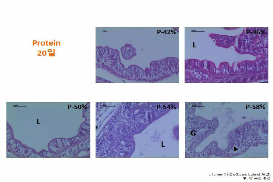 과립형 미립자 사료내 단백질 함량에 따른 부화후 20일령 넙치 자치어의 위 조직과 위선조직 관찰