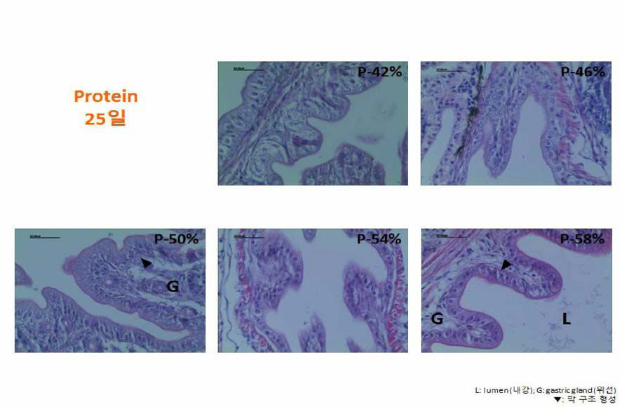 과립형 미립자 사료내 단백질 함량에 따른 부화후 25일령 넙치 자치어의 위 조직과 위선조직 관찰