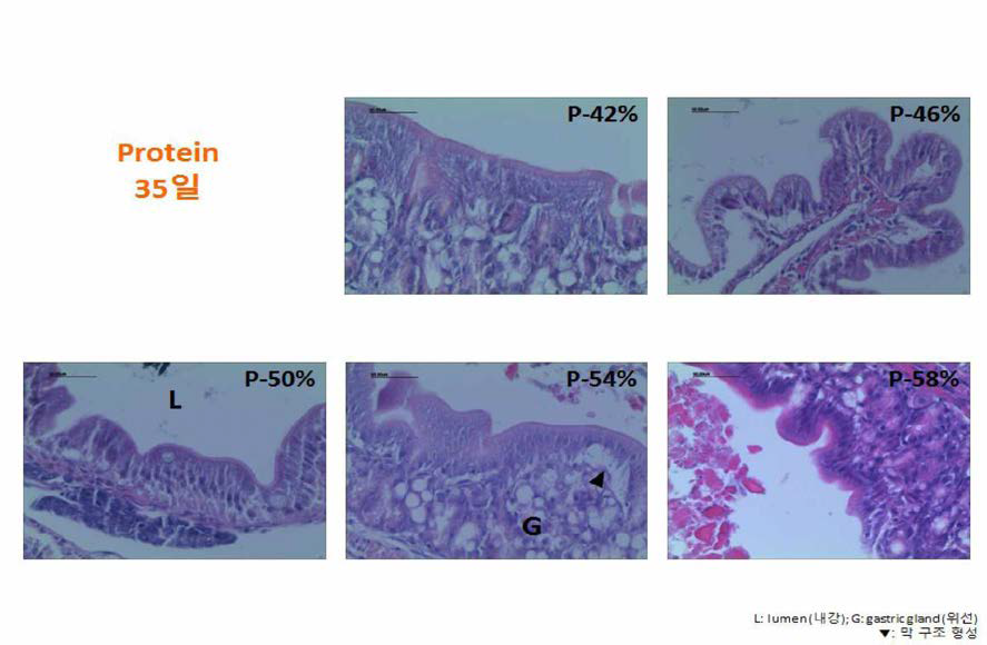 과립형 미립자 사료내 단백질 함량에 따른 부화후 35일령 넙치 자치어의 위 조직과 위선조직 관찰