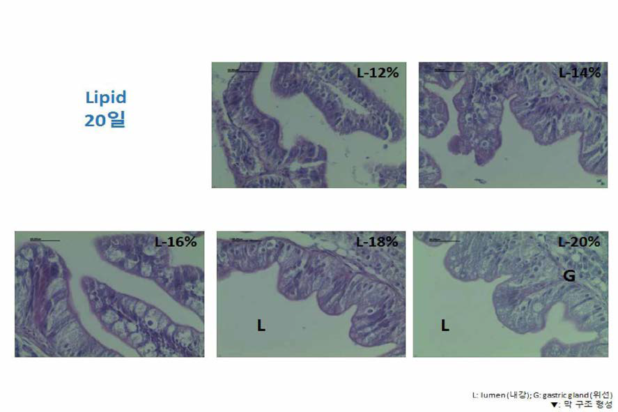 과립형 미립자 사료내 지질 함량에 따른 부화후 2일령 넘치 자치어의 위 조직과 위선조직 관찰