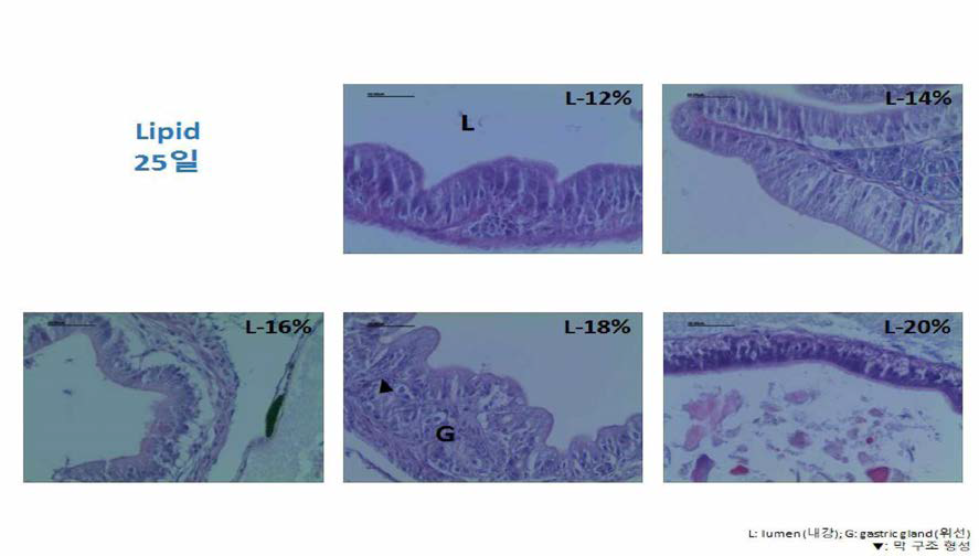과립형 미립자 사료내 지질 함량에 따른 부화후 2일령 넘치 자치어의 위 조직과 위선조직 관찰