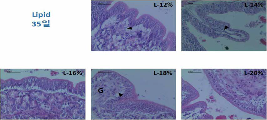 과립형 미립자 사료내 지질 함량에 따른 부화후 3；일령 넘치 자치어의 위 조직과 위선조직 관찰