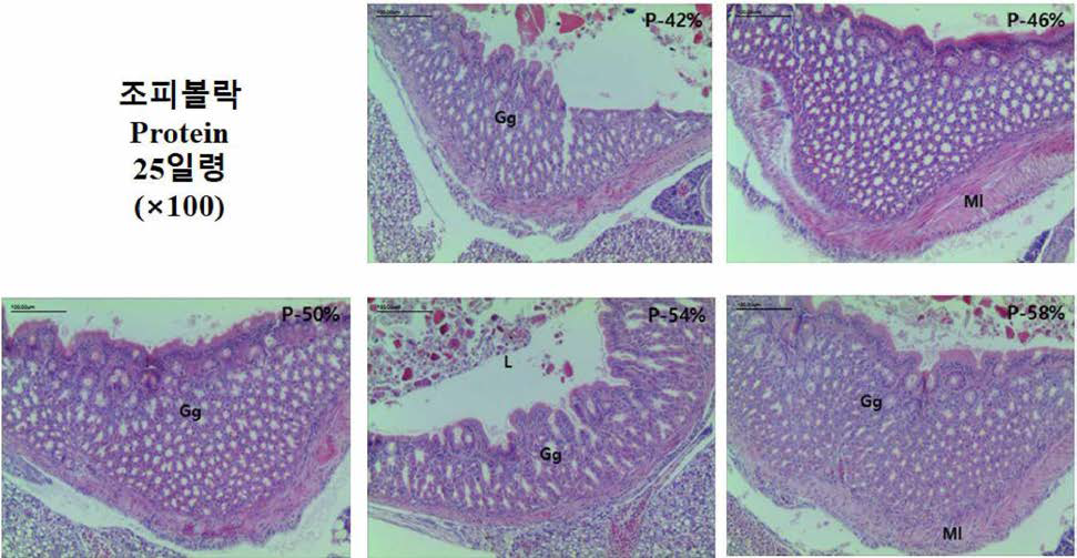 과립형 미립자 사료내 단백질 함량에 따른 산출 후 2일령 조피볼락 자치어의 위 조직과 위선조직의 100배율 관찰.
