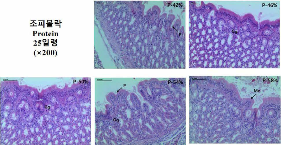 과립형 미립자 사료내 단백질 함량에 따른 산출 후 2일령 조피볼락 자치어의 위 조직과 위선조직의 200배율 관찰.