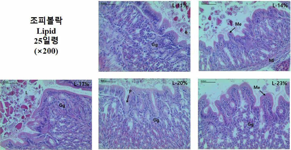 과립형 미립자 사료내 지질 함량에 따른 출산 후 2일령 조피볼락 자치어의 위 조직과 위선조직의 200배율 관찰.