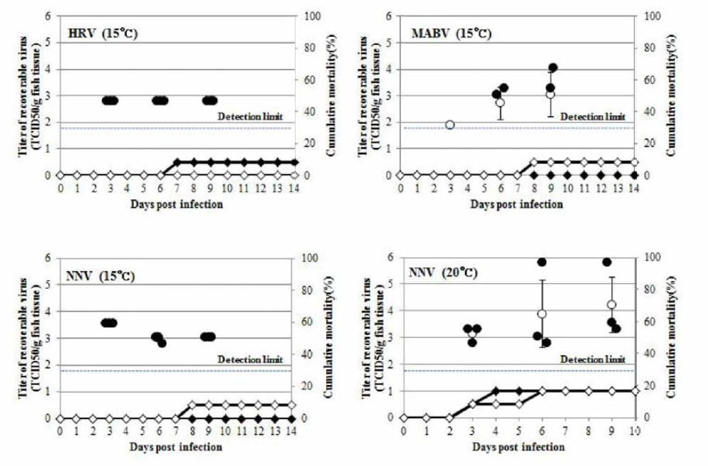 Cumulative mortalities of rainbow trou t injected with MABV, HIR:RV and NNV, and virus infectivity titer from the inoculated fish.