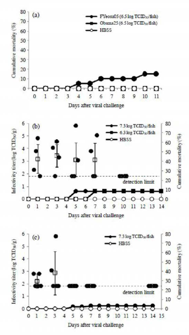 Cumulative mortalities of three different lot of rainbow trout fry (a: lot 1， b: lot 2, c: lot 3) experimentally infected by intraperitoneal infection with VHSV isolates (FYeosu05 (a, b, c) and 0bama25 (a)) from olive flounder and change in infectivity titer of VHSV in spleen and kidney tissues of rainbow trout challenged with VHSV.