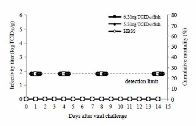 Cumulative mortalities of seawater-reared trout (adult) experimentally infected by intraperitoneal infection with VHSV (FYeosu05).